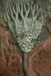 Inch Moroccan Crinoid - Beautiful Display Piece #1834-2